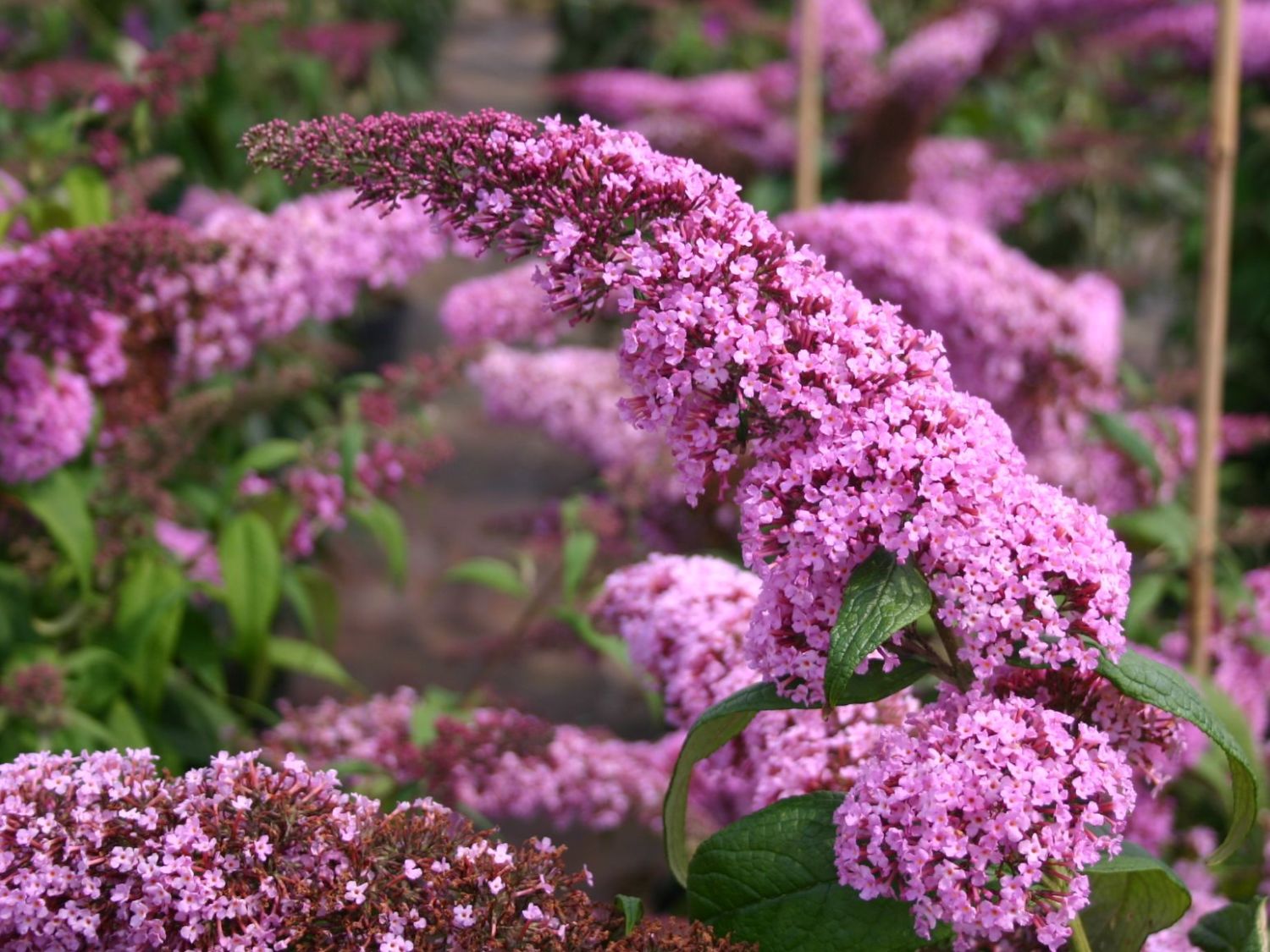 Buddleja davidii 'Pink Delight'